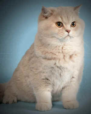 lilac silver tabby british shorthair lilac silver tabby british shorthair