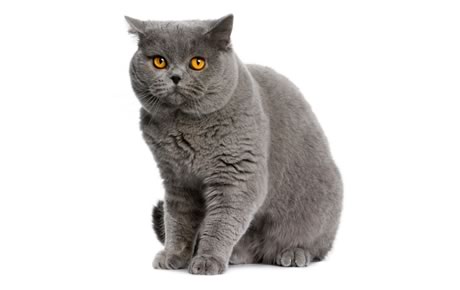 Grey Cat With Black Rings On Tail Grey Cat With Black Rings On Tail