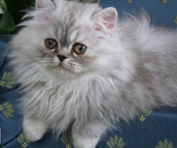 Site pour chaton a donner