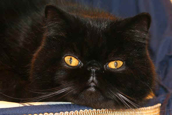 chat persan noir chats persans noir chat persan noir chats persans noir