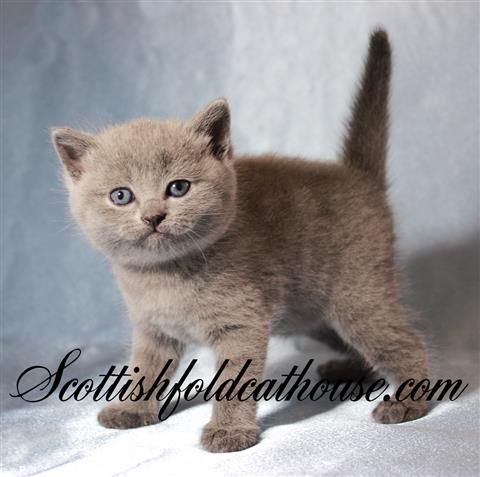 British shorthair adoption » Mon regard sur le voyage et la nature