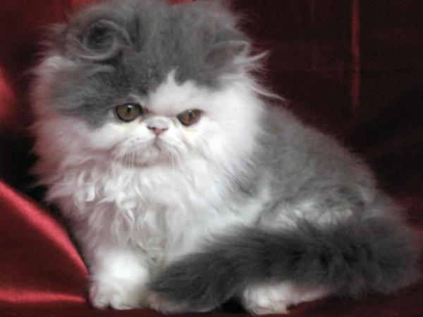 Chat Persan A Vendre Mon Regard Sur Le Voyage Et La Nature