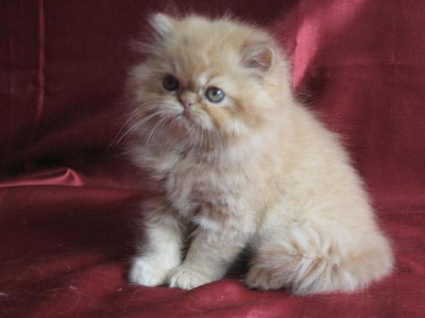 Chaton Persan Prix Mon Regard Sur Le Voyage Et La Nature