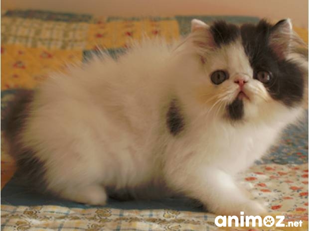 Chaton Persan à Donner Mon Regard Sur Le Voyage Et La Nature