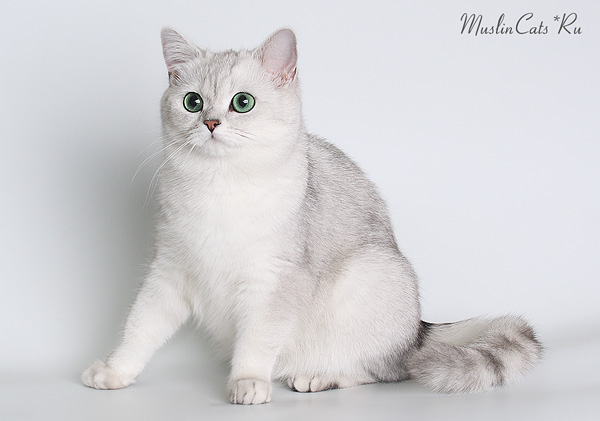 British Shorthair Silver Mon Regard Sur Le Voyage Et La Nature British Shorthair Silver Mon Regard Sur Le Voyage Et La Nature