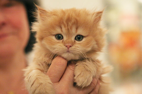 Chat Persans A Donner Mon Regard Sur Le Voyage Et La Nature