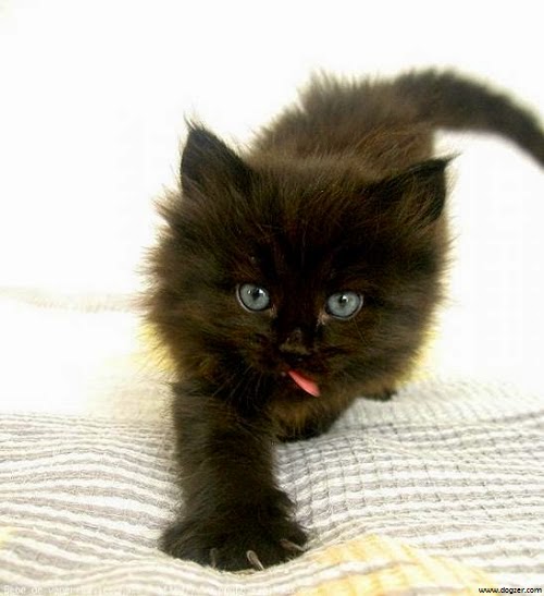 Achat Chaton Persan Mon Regard Sur Le Voyage Et La Nature