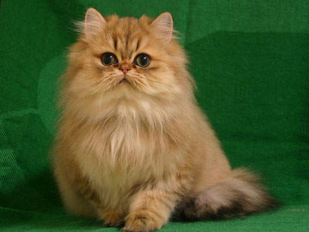 Chat Persan Golden Mon Regard Sur Le Voyage Et La Nature
