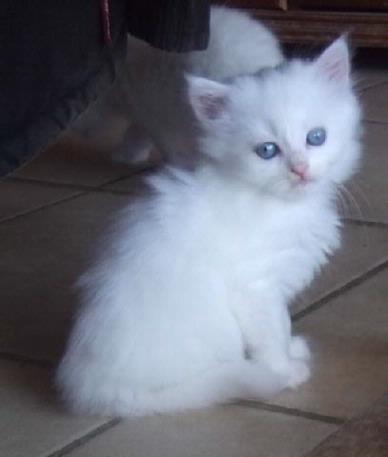 Chat Persan A Adopter Mon Regard Sur Le Voyage Et La Nature