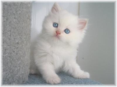 Chaton Persan Blanc Yeux Bleu Mon Regard Sur Le Voyage Et La Nature Chaton Persan Blanc Yeux Bleu Mon Regard Sur Le Voyage Et La Nature