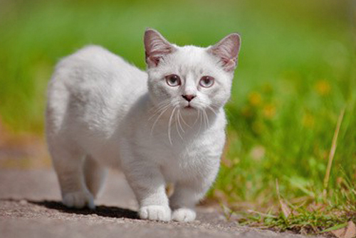 Chat Persan Nain Mon Regard Sur Le Voyage Et La Nature Chat Persan Nain Mon Regard Sur Le Voyage Et La Nature