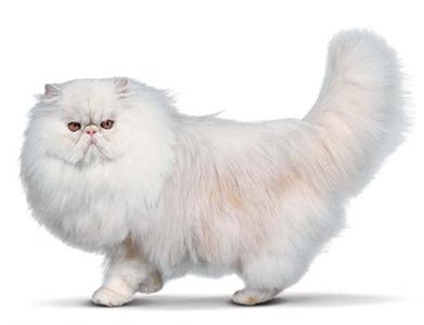 Prix D Un Chat Persan Mon Regard Sur Le Voyage Et La Nature