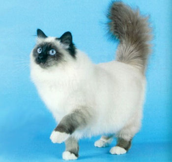 Chat Persan Prix Mon Regard Sur Le Voyage Et La Nature Chat Persan Prix Mon Regard Sur Le Voyage Et La Nature