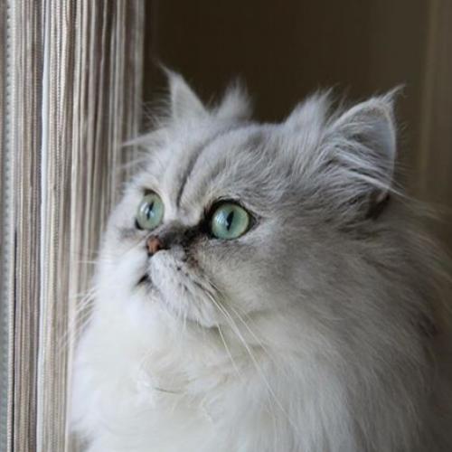 Saillie Chat Persan Chinchilla Mon Regard Sur Le Voyage Et La Nature Saillie Chat Persan Chinchilla Mon Regard Sur Le Voyage Et La Nature