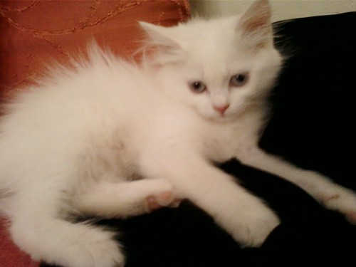 Chaton Croise Persan Mon Regard Sur Le Voyage Et La Nature Chaton Croise Persan Mon Regard Sur Le Voyage Et La Nature