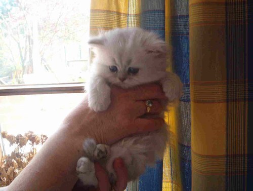 Le Persan Chinchilla Mon Regard Sur Le Voyage Et La Nature Le Persan Chinchilla Mon Regard Sur Le Voyage Et La Nature