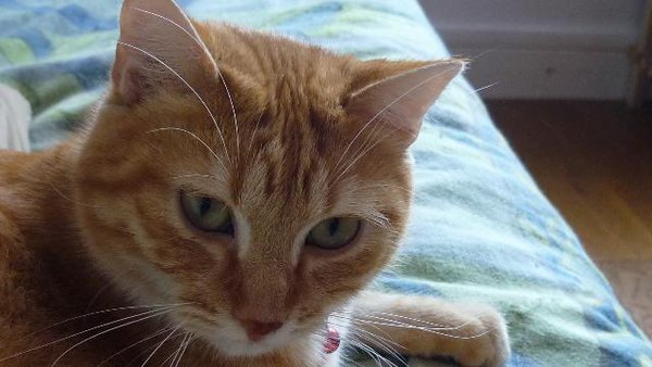 Adoption chat paris » Mon regard sur le voyage et la nature