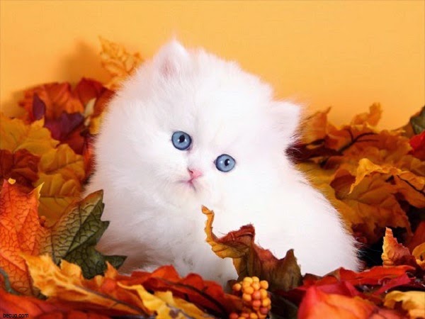 Les Plus Beaux Chats Persans Mon Regard Sur Le Voyage Et La Nature Les Plus Beaux Chats Persans Mon Regard Sur Le Voyage Et La Nature