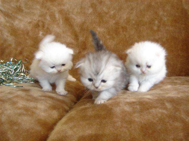 Chaton Persan Blanc A Donner Mon Regard Sur Le Voyage Et La Nature Chaton Persan Blanc A Donner Mon Regard Sur Le Voyage Et La Nature