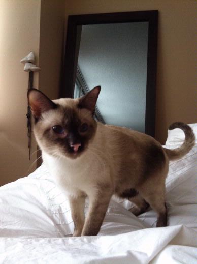 Chat Siamois A Vendre Mon Regard Sur Le Voyage Et La Nature Chat Siamois A Vendre Mon Regard Sur Le Voyage Et La Nature