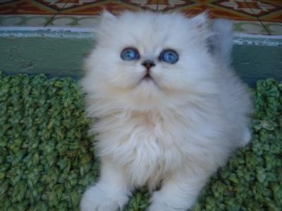 Chat Persan Silver Mon Regard Sur Le Voyage Et La Nature Chat Persan Silver Mon Regard Sur Le Voyage Et La Nature
