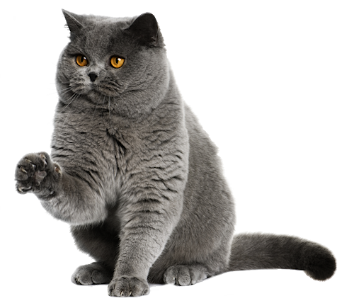 Chartreux Chat Mon Regard Sur Le Voyage Et La Nature Chartreux Chat Mon Regard Sur Le Voyage Et La Nature