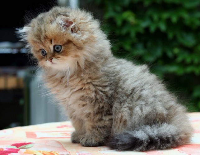 Chat Chinchilla Persan Mon Regard Sur Le Voyage Et La Nature