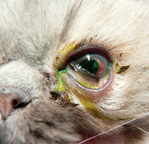 Maladie Chat Persan Mon Regard Sur Le Voyage Et La Nature