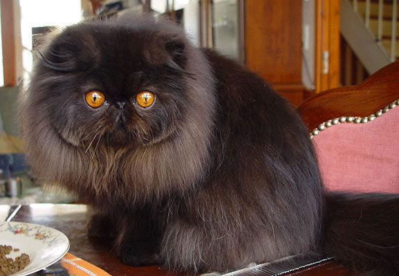 Chat Persan Toilettage Mon Regard Sur Le Voyage Et La Nature