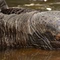 Iles Galapagos