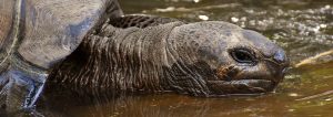 Lire la suite à propos de l’article Les îles Galapagos, un coin de paradis sur Terre